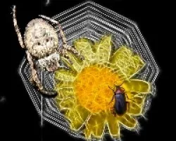 La araña y el escarabajo