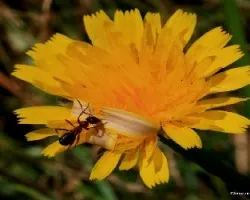Curiosidades de la naturaleza