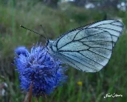 La Blanca del majuelo (Aporia crataegi)