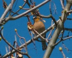 Fringilla coelebs