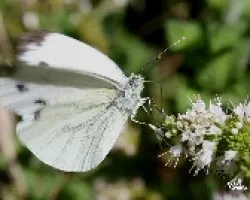 Pieris brassicae (Blanca de la col) 