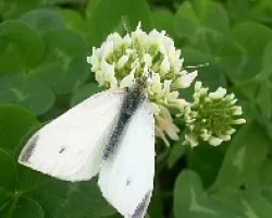 Pieris brassicae (Blanca de la col) 