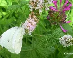 Pieris brassicae (Blanca de la col) 
