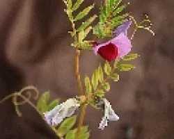 Vicia sativa