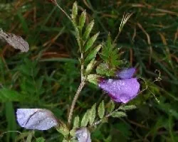 Vicia sativa