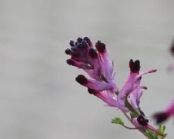 Fumaria officinalis