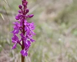 La primera orquidea silvestre de esta primavera
