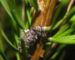 Hylobius abietis- Gorgojo del pino