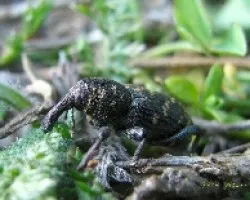 Hylobius abietis- Gorgojo del pino