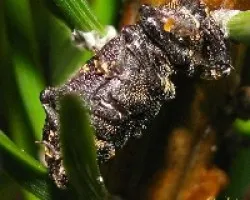 Hylobius abietis- Gorgojo del pino