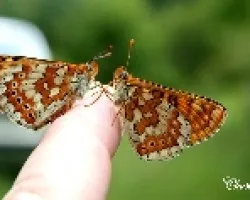 Melitaea