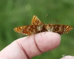 Melitaea