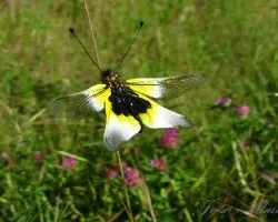 Libelloides baeticus