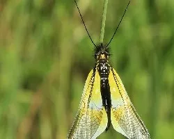 Libelloides baeticus