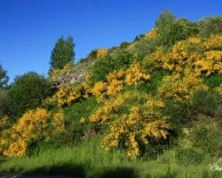 La lluvía de oro en el monte(Retama sphaerocarpa).