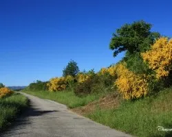 Caminando entre flores