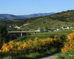 Caminando entre flores