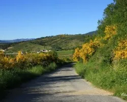 Caminando entre flores