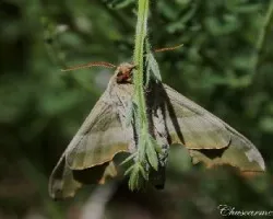 Vestida de camuflaje (Mimas tilidae) Sphingidae