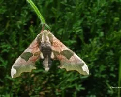 Vestida de camuflaje (Mimas tilidae) Sphingidae