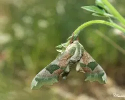 Vestida de camuflaje (Mimas tilidae) Sphingidae