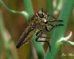 La mosca asesina (Laphria marginata)