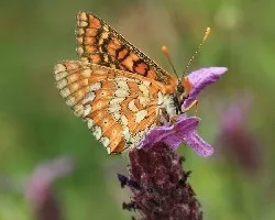 La doncella de ondas rojas (Euphydryas aurinia)