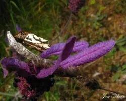 La doncella de ondas rojas (Euphydryas aurinia)