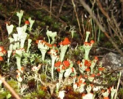 De labios rojos-cladonia   floerkeana