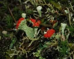 De labios rojos-cladonia   floerkeana