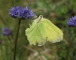 Mariposa limonera (Gonepteryx rhamni)