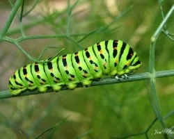 Oruga de Machaon