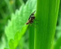 IDENTIFICAR