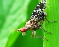 IDENTIFICAR