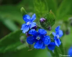 Florecilla silvestre azul-Anchusa officinalis L