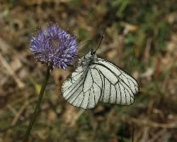 Aporia crataegi- Blaca del majuelo