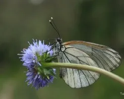 Aporia crataegi- Blaca del majuelo