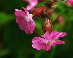Silene florecillas silvestres