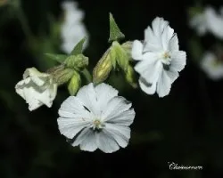 Silene florecillas silvestres