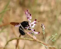 Xylocopa violacea- El angel negro-