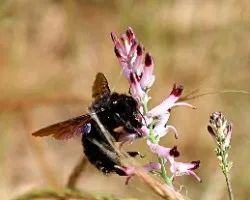 Xylocopa violacea-El ángel negro