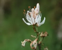 Asphodelus albus-Vara de San José- Camón