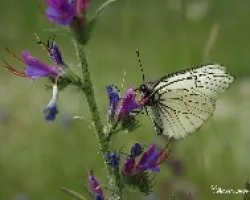 Blanca del majuelo (Aporia crataegi).sobre una viborera  (Echium plantagineum L.)