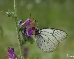 Blanca del majuelo (Aporia crataegi).sobre una viborera  (Echium plantagineum L.)