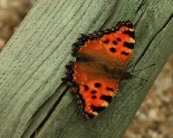 Aglais urticae -ortiguera