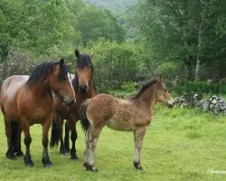 Familia de caballos bajo la lluvia