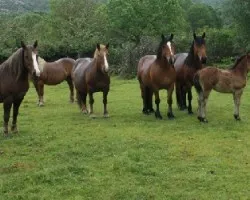 Familia de caballos bajo la lluvia