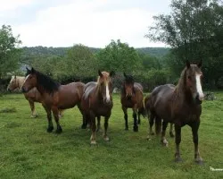 Familia de caballos bajo la lluvia
