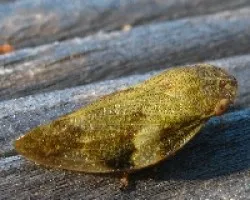 bichito