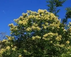 castaño en flor